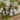 Whitewashed Large Hanging Bells
