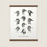 Ducks of North America Letterpress Art Print