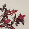 Burgundy Actaea Leaf & Berry Spray 35”