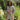 Kimono Robe | Lime Ciara
