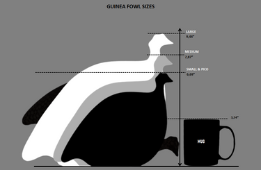 Size Chart for French Ceramic Guinea Fowl
