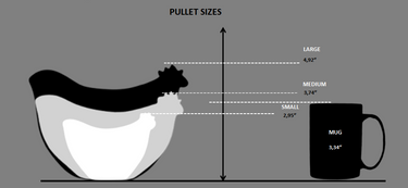 White and Black Spotted Pullet